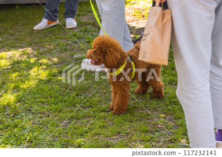 Small chocolate poodle on the grass. Pet in nature. Cute dog like a toy. Copy space 117232141