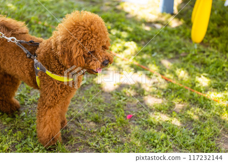 Small chocolate poodle on the grass. Pet in nature. Cute dog like a toy. Copy space 117232144