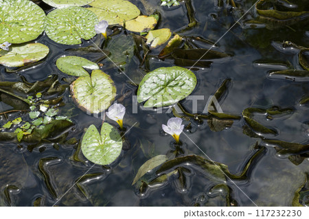 Flower plantain flower 117232230