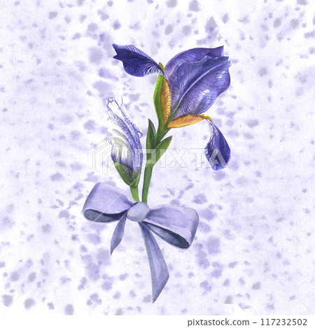 Watercolor composition of lilac irises with a bow. Hand-drawn, isolated on a white background with watercolor spots Watercolor composition of lilac irises with a bow. Hand-drawn, isolated on a white background with watercolor spots 117232502