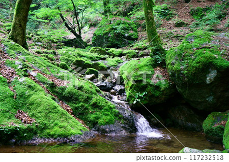 6976 Okumitake Valley Moss Forest 6976 Okumitake Valley Moss Forest 117232518