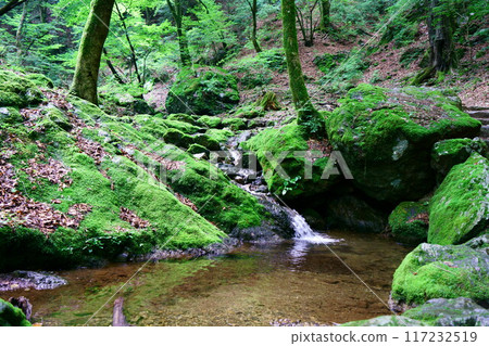 6977 Okumitake Valley Moss Forest 6977 Okumitake Valley Moss Forest 117232519