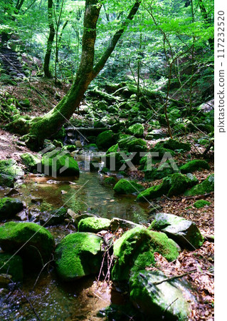 6978 Okumitake Valley Moss Forest 6978 Okumitake Valley Moss Forest 117232520
