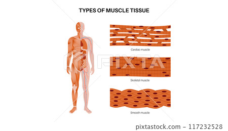 Human muscle tissues Human muscle tissues 117232528