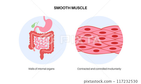 Smooth muscle tissue Smooth muscle tissue 117232530