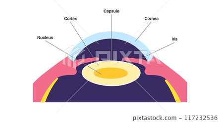 Human eye lens 117232536