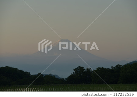 夏日早晨從北斗市長坂町看到的富士山 夏日早晨從北斗市長坂町看到的富士山 117232539