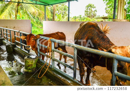 Cow shed Cow shed 117232658