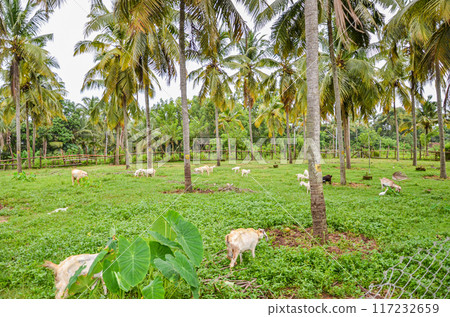 Integrated coconut and goat farming Integrated coconut and goat farming 117232659