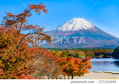 Mt. Fuji and autumn leaves - Lake Shoji and Hategohama Beach - Mt. Fuji and autumn leaves - Lake Shoji and Hategohama Beach - 117232843