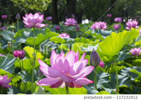 Lotus flower Lotus flower 117232912