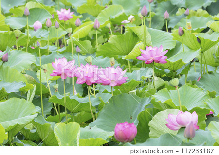 蓮花 蓮花 117233187