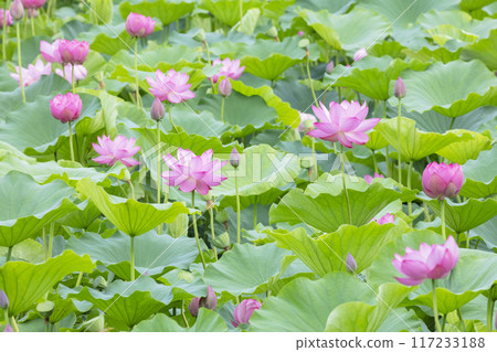 蓮花 蓮花 117233188