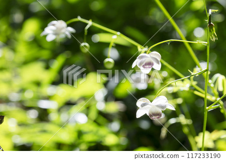 Renge潑花 117233190