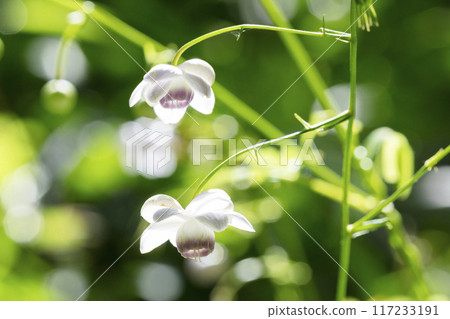 Renge潑花 117233191