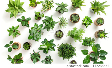 Top View Of Potted House Plants: Collection Of Leafy Houseplants Growing In Flowerpots, Planters, And Vases. 117233332