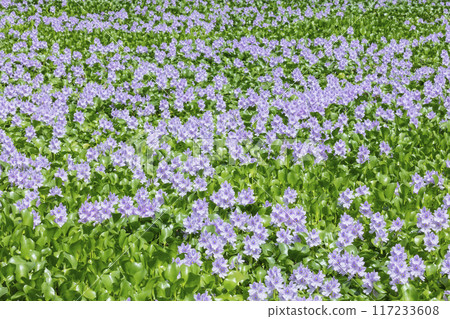 Water hyacinth flowers 117233608