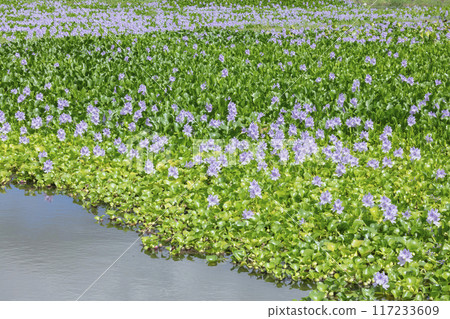 Water hyacinth flowers 117233609