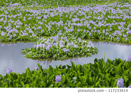 Water hyacinth flowers 117233614