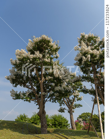 White crape myrtle blooming in Nara Park in summer 117233824