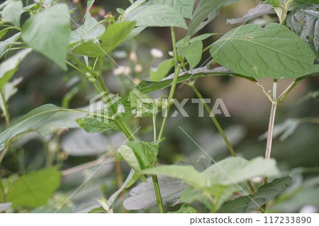 山茱萸的果實 117233890