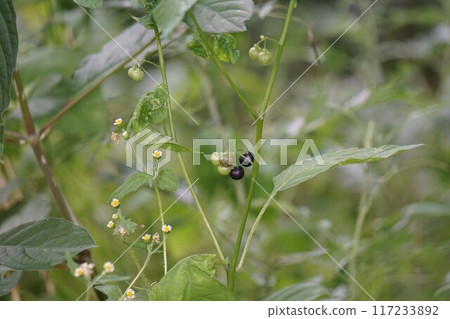 山茱萸的果實 山茱萸的果實 117233892