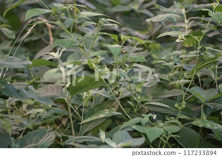山茱萸的果實 山茱萸的果實 117233894