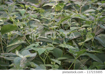 山茱萸的果實 山茱萸的果實 117233895
