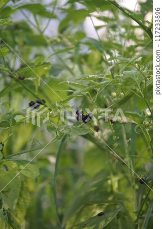 山茱萸的果實 山茱萸的果實 117233896