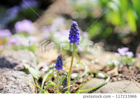 Muscari flowers 117233966