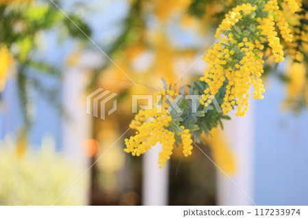 Silver acacia flowers in full bloom Silver acacia flowers in full bloom 117233974
