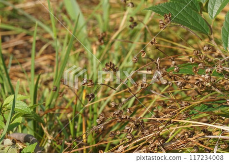 After the flowers of Siwasekisho After the flowers of Siwasekisho 117234008