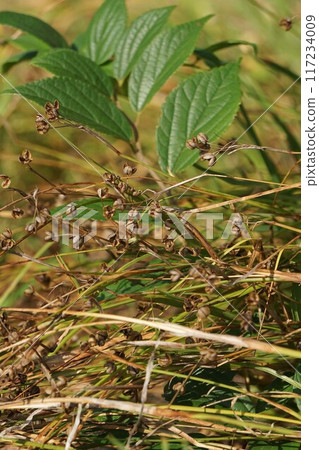 After the flowers of Siwasekisho After the flowers of Siwasekisho 117234009