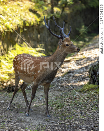 A stag in Nara Park with splendid antlers 117234136