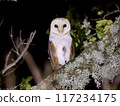 Barn owl at night Barn owl at night 117234175