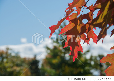 紅色的Akanara葉子 紅色的Akanara葉子 117234362
