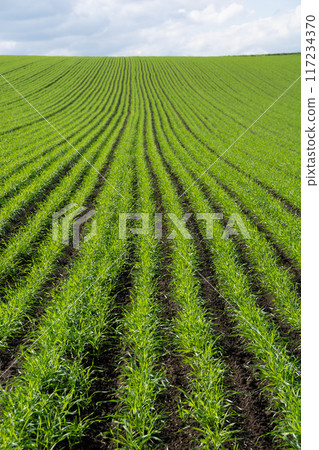 Green wheat field in autumn Green wheat field in autumn 117234370