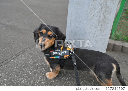 Dog walking 117234507