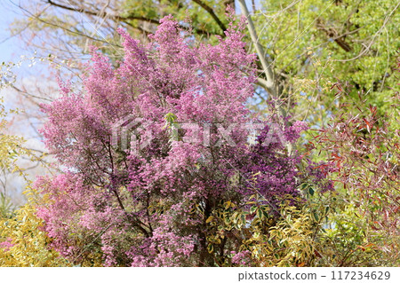 Erica's flower 117234629