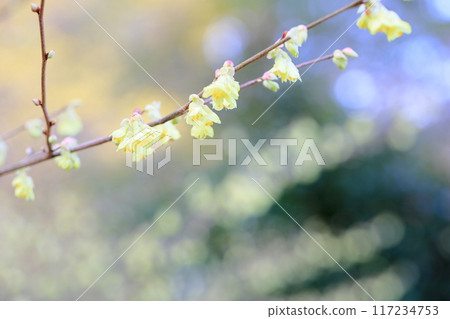 可愛的日向山茱萸花 117234753