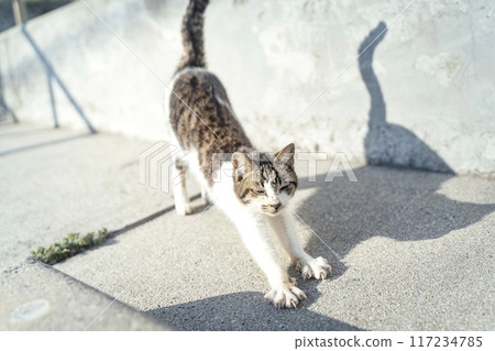 A cat stretching out and sunbathing comfortably at a fishing port① 117234785