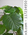 Unberata 117234950