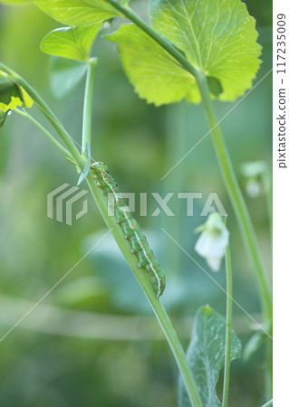 The larvae of the Ayamomichi moth, a moth that eats the leaves of various vegetables The larvae of the Ayamomichi moth, a moth that eats the leaves of various vegetables 117235009