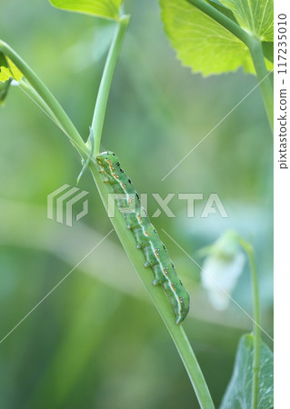 The larvae of the Ayamomichi moth, a moth that eats the leaves of various vegetables The larvae of the Ayamomichi moth, a moth that eats the leaves of various vegetables 117235010