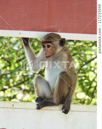 Tokumon kee 117235049