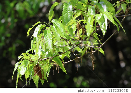 生長的櫟幼葉 117235058