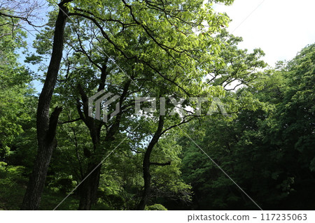 Young leaves of Quercus acutissima growing 117235063