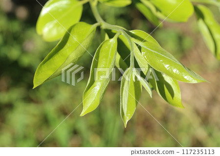 Young persimmon leaves turning a vibrant yellow-green in early summer Young persimmon leaves turning a vibrant yellow-green in early summer 117235113