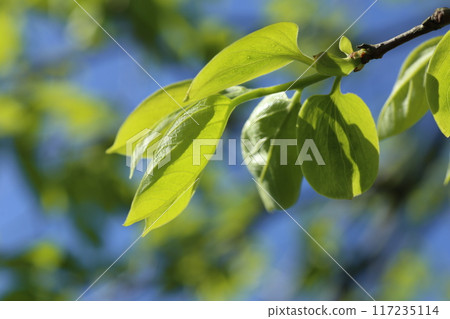 Young persimmon leaves turning a vibrant yellow-green in early summer 117235114