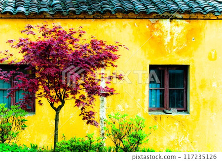 Yellow wall and red tree Yellow wall and red tree 117235126